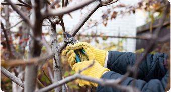 pruning-branches-from-trees-gardening