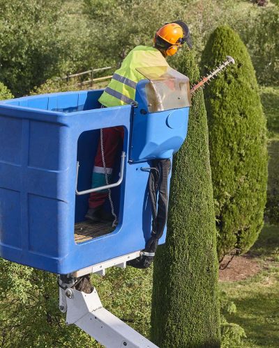 Gardener pruning a cypress tree with a chainsaw and a crane