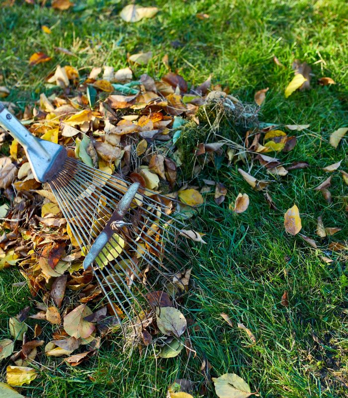 Old red rake in a pile of fall maple leaves, Raking autumn leaves on grass lawn